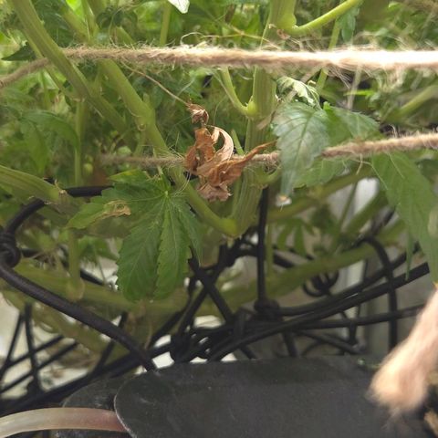 Crystal Candy  growlog photo: No para de florecer.
