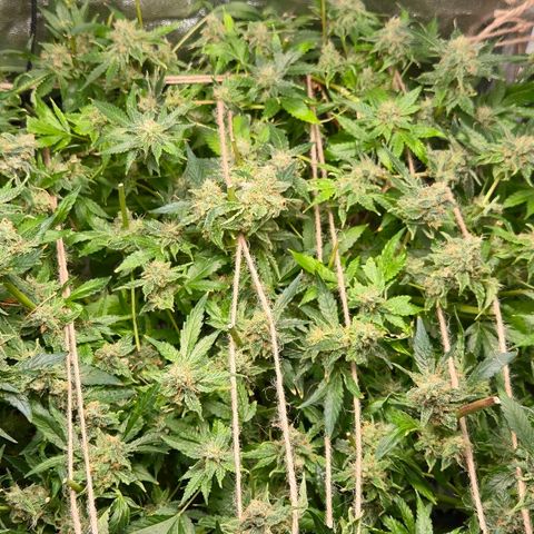 Crystal Candy  growlog photo: No para de florecer.