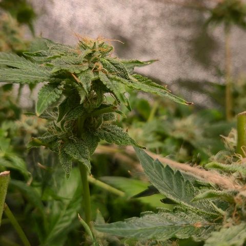 Crystal Candy  growlog photo: No para de florecer.