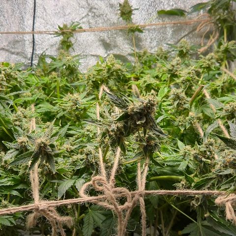 Crystal Candy  growlog photo: No para de florecer.