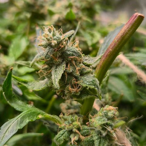 Crystal Candy  growlog photo: No para de florecer.