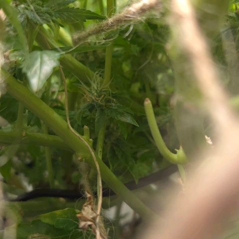 Crystal Candy  growlog photo: No para de florecer.
