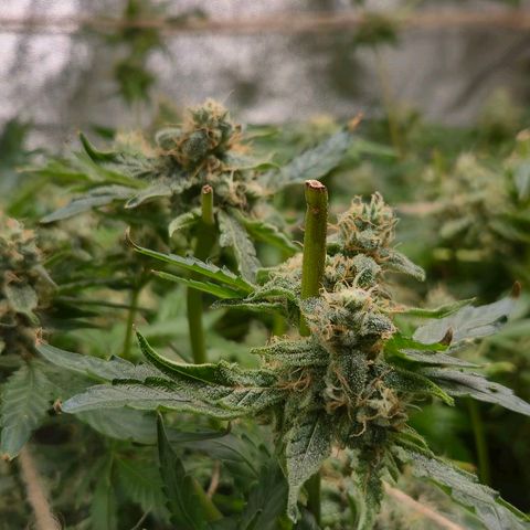 Crystal Candy  growlog photo: No para de florecer.