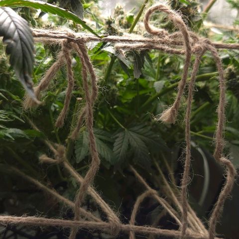 Crystal Candy  growlog photo: No para de florecer.