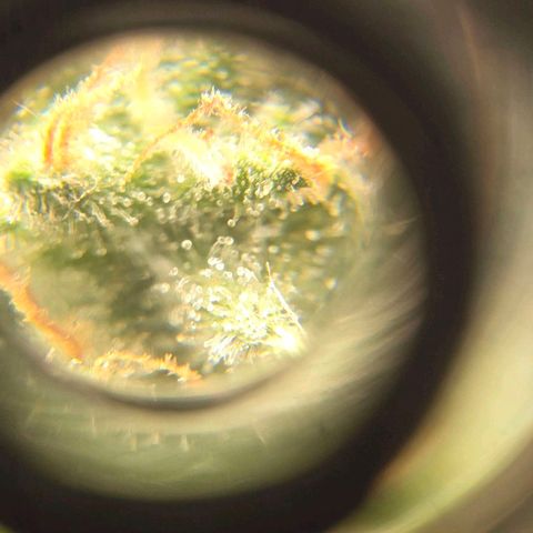 Crystal Candy  growlog timeline photo