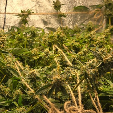 Crystal Candy  growlog timeline photo