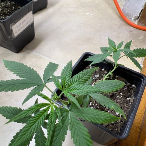 MANUELA  growlog timeline photo