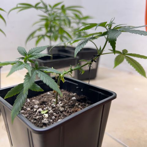 MANUELA  growlog timeline photo