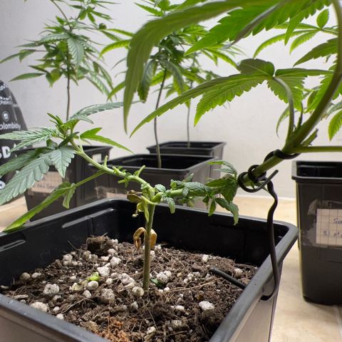 MANUELA  growlog timeline photo