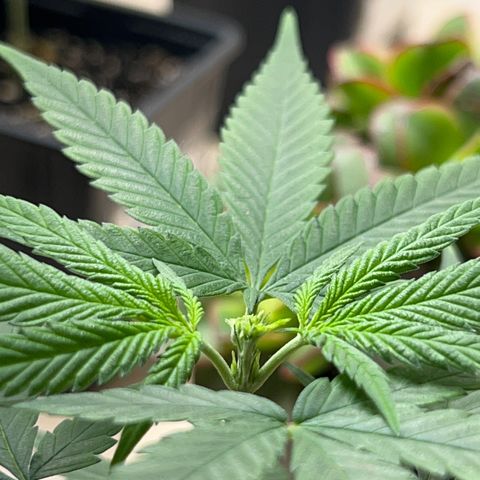 MANUELA  growlog timeline photo