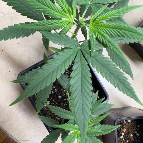 MANUELA  growlog timeline photo