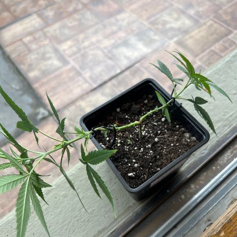 MANUELA  growlog timeline photo