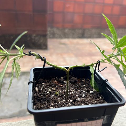 MANUELA  growlog timeline photo