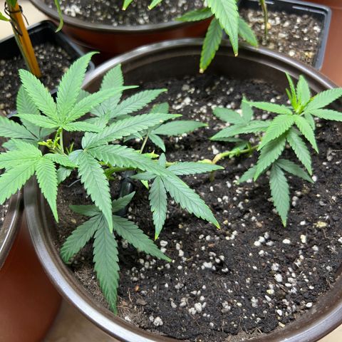MANUELA  growlog timeline photo