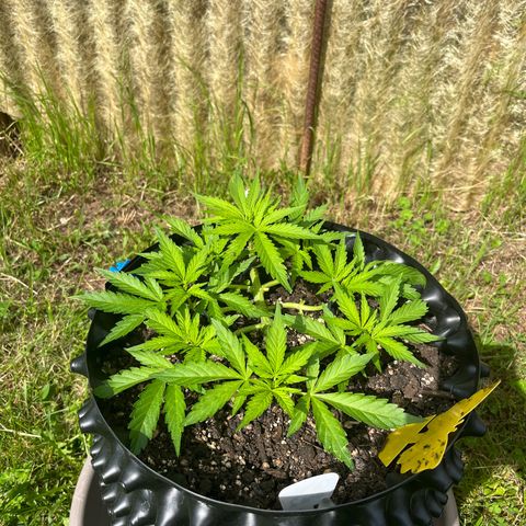 Quick One growlog timeline photo