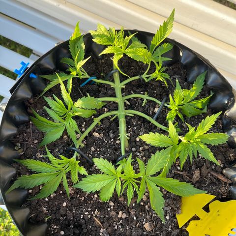 Quick One growlog timeline photo