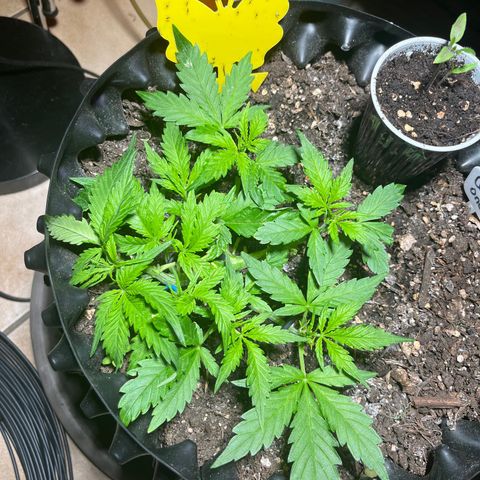 Quick One growlog timeline photo