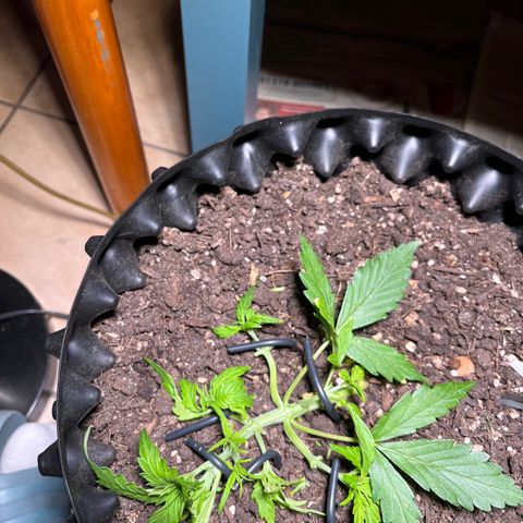 Quick One growlog timeline photo