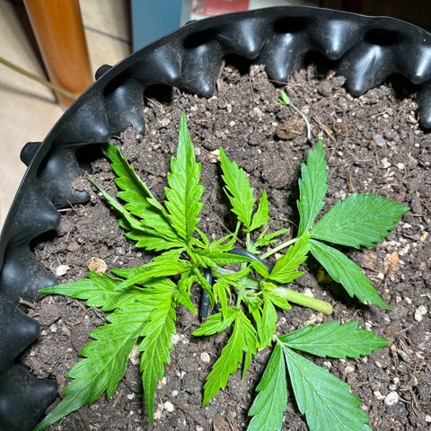 Quick One growlog timeline photo