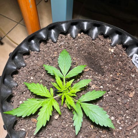 Quick One growlog timeline photo