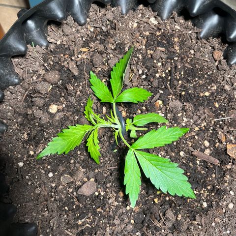 Quick One growlog timeline photo
