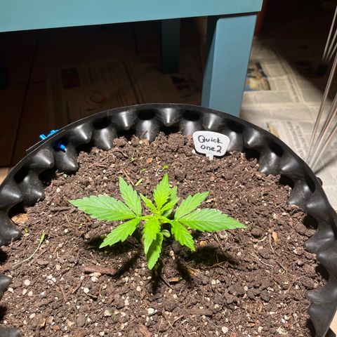 Quick One growlog timeline photo