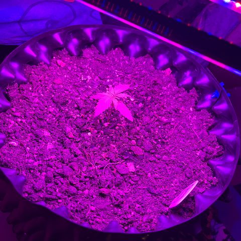 Quick One growlog timeline photo