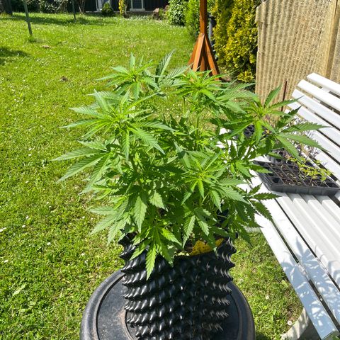 Quick One growlog timeline photo