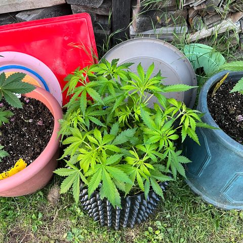 Quick One growlog timeline photo