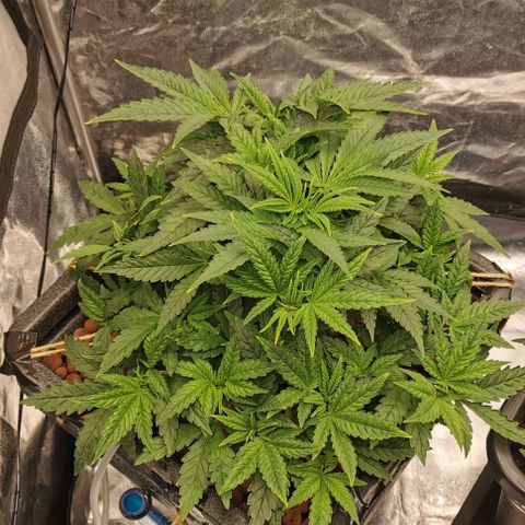 Sabine (Hydro/DWC) growlog timeline photo