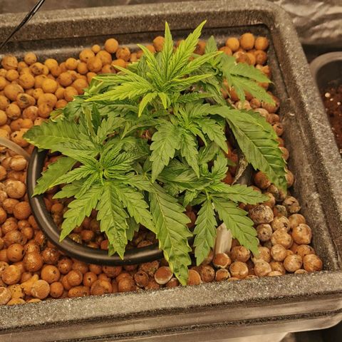 Sabine (Hydro/DWC) growlog timeline photo