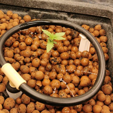 Sabine (Hydro/DWC) growlog timeline photo