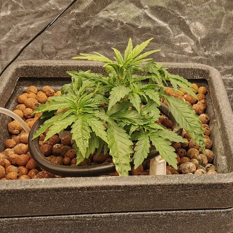 Sabine (Hydro/DWC) growlog timeline photo