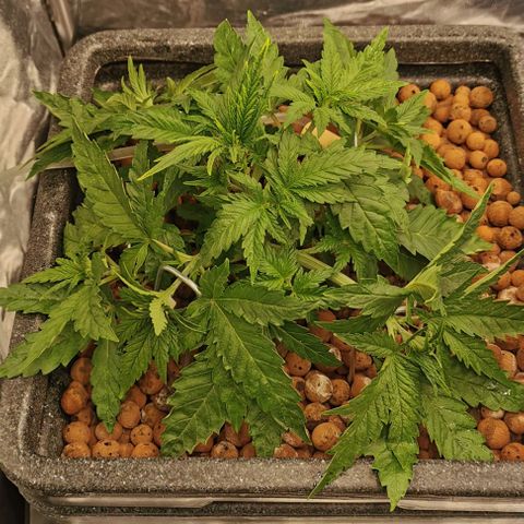 Sabine (Hydro/DWC) growlog timeline photo