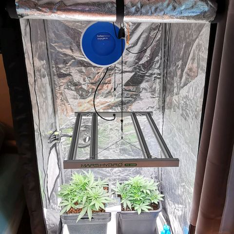Sabine (Hydro/DWC) growlog photo: Das Setup:
Systemair K 160 EC sileo
Secret Jardin HS80
Mars Hydro FC 3000
Carbon Active AKF
GHE Waterfarm 15 Liter
3D-Druck Lichtfalle aus dem Grower.ch-Forum
Plagron Hydro Pebbles
Floragard Professional Growmix
Hesi Set für Hydro, Canna Set für Erde