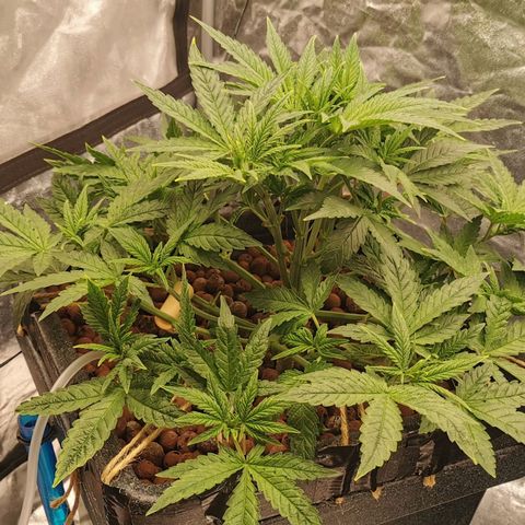 Sabine (Hydro/DWC) growlog photo: Ein paar Blätter und Triebe musste sie lassen + ein bisschen LST hier und da angepasst. 
