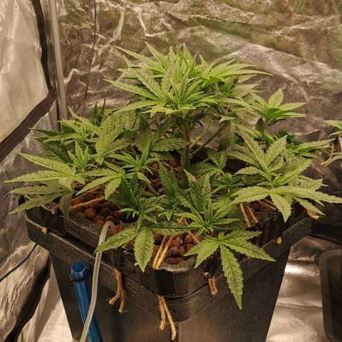 Sabine (Hydro/DWC) growlog photo: Ein paar Blätter und Triebe musste sie lassen + ein bisschen LST hier und da angepasst. 