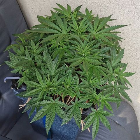Sabine (Hydro/DWC) growlog timeline photo