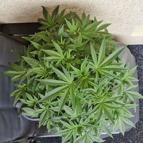 Sabine (Hydro/DWC) growlog timeline photo