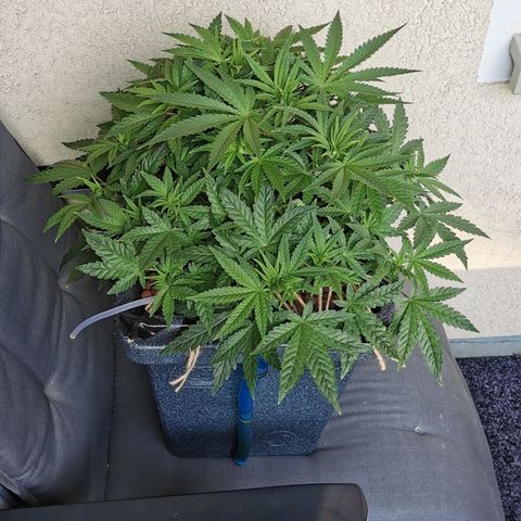 Sabine (Hydro/DWC) growlog timeline photo