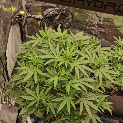 Sabine (Hydro/DWC) growlog timeline photo