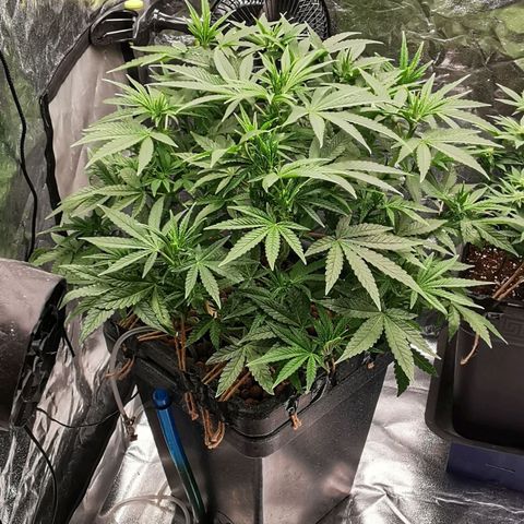 Sabine (Hydro/DWC) growlog timeline photo