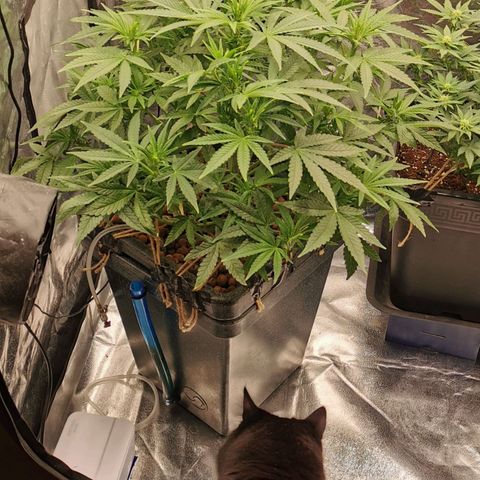Sabine (Hydro/DWC) growlog timeline photo