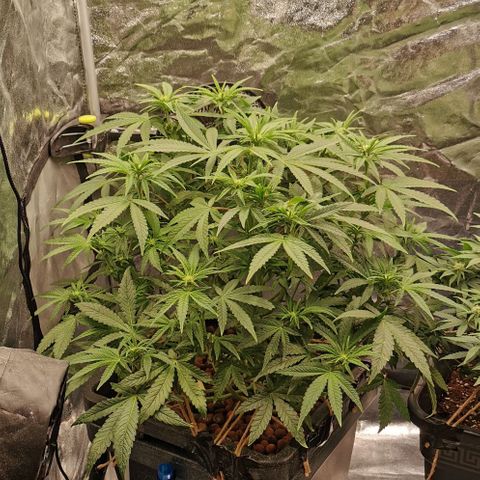 Sabine (Hydro/DWC) growlog photo: Oh, wir haben uns entschieden auch mal mit blühen anzufangen <3 