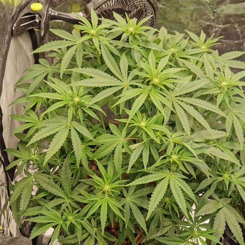 Sabine (Hydro/DWC) growlog photo: Oh, wir haben uns entschieden auch mal mit blühen anzufangen <3 