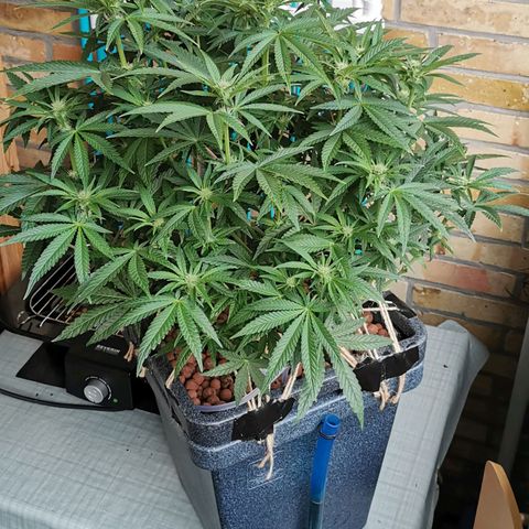 Sabine (Hydro/DWC) growlog timeline photo