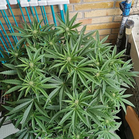 Sabine (Hydro/DWC) growlog timeline photo