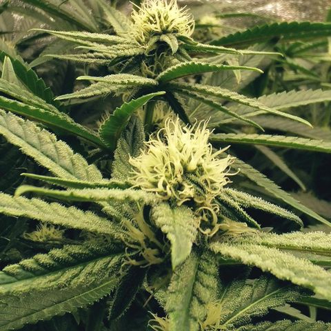 Sabine (Hydro/DWC) growlog photo: Es wird langsam 💪🏼