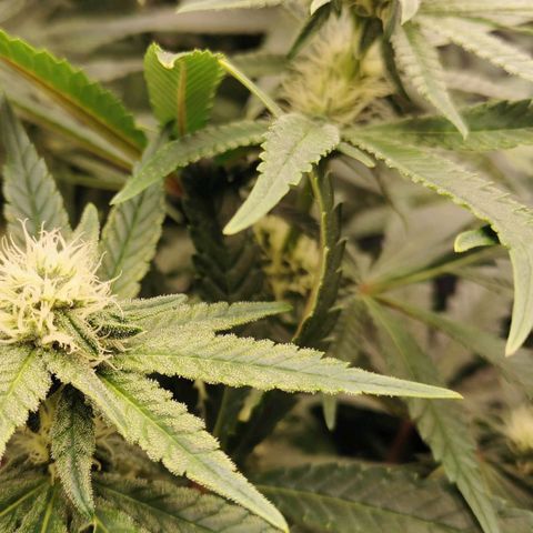 Sabine (Hydro/DWC) growlog photo: Es wird langsam 💪🏼