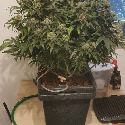 Sabine (Hydro/DWC) growlog timeline photo